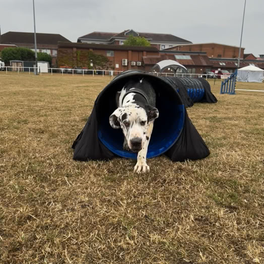 Great Dane emerging from the agility tunnel