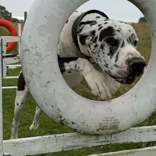 great dane jumping through agilty ring