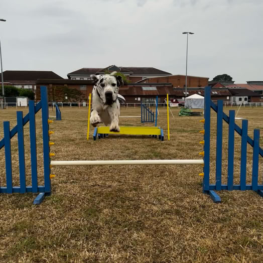 Great Dane in the air over an agilty jump.