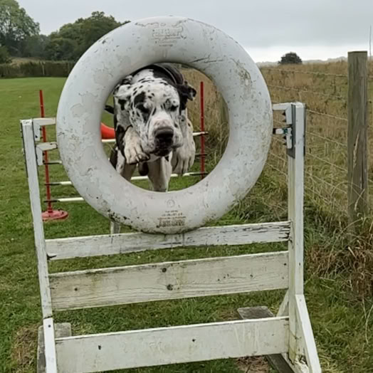 Great Dane jumpjng through agilty ring showing accuracy and bravery