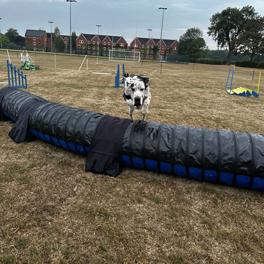 Great dane jumping over the agilty tunnel