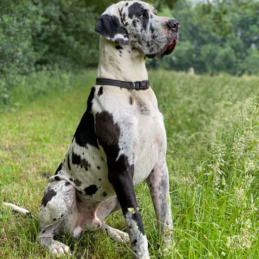 Great Dane in a sit stay while deer run in the field. practising impulse control to observe but to resepct the handlers command to sit and stay.